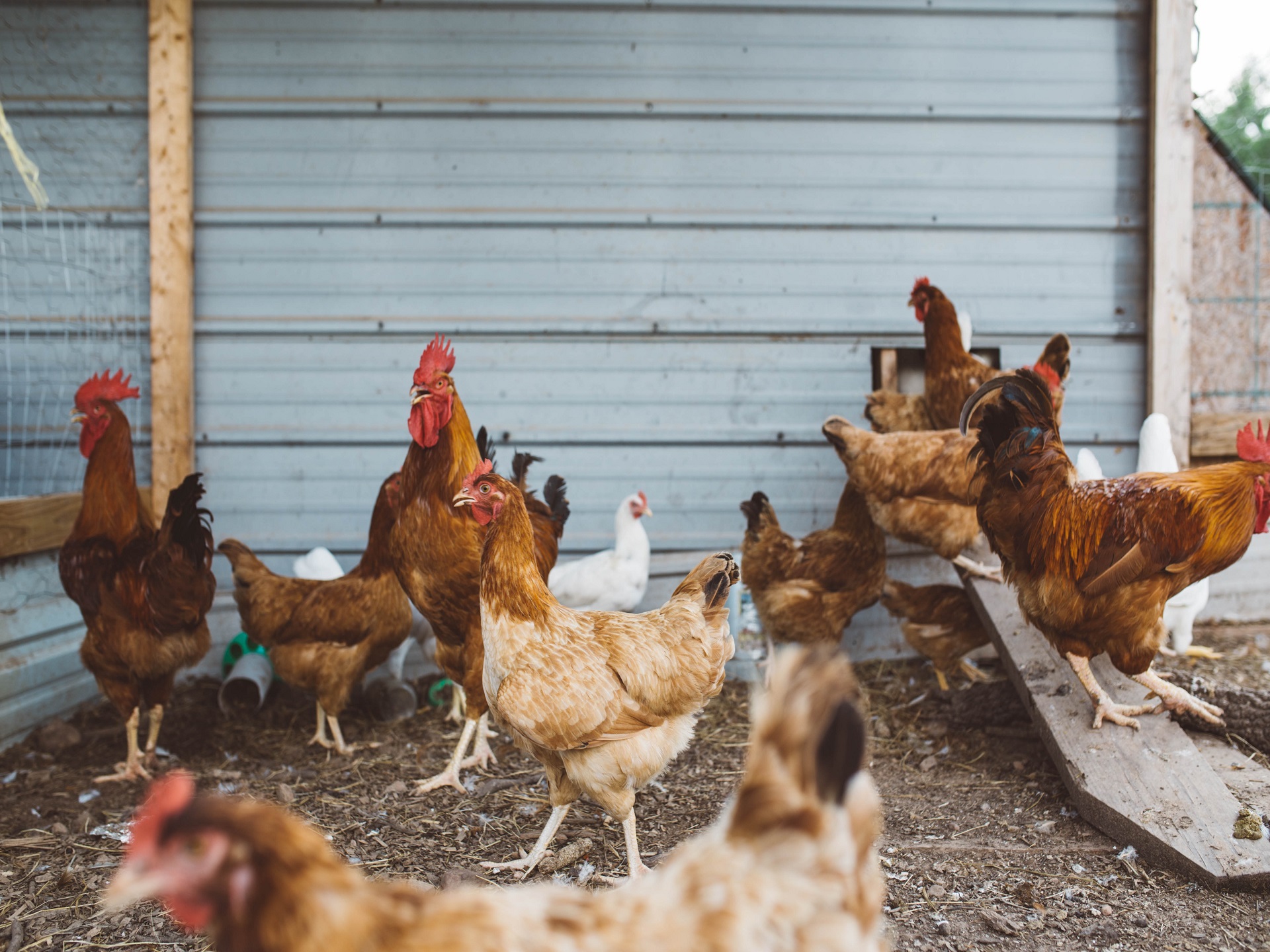 Poultry & Farm Animal