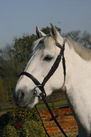 JHL Flash Bridle ***£32.99*** COLLECT IN PERSON FOR THIS SPECIAL ONLINE DEAL  !!!
